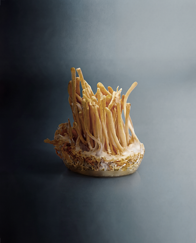 Peptides + Mushrooms